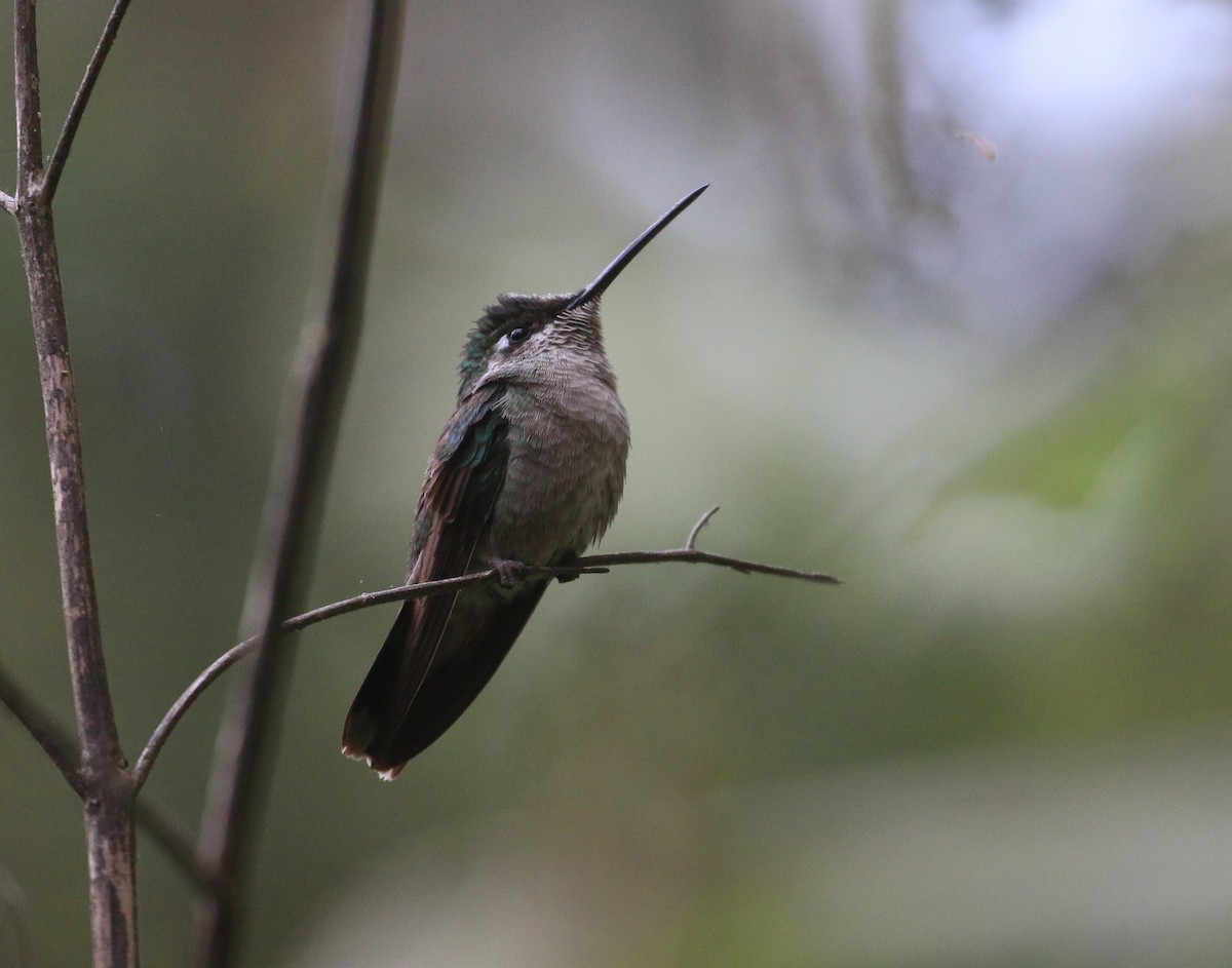 Rivoli's Hummingbird - Lucas Corneliussen