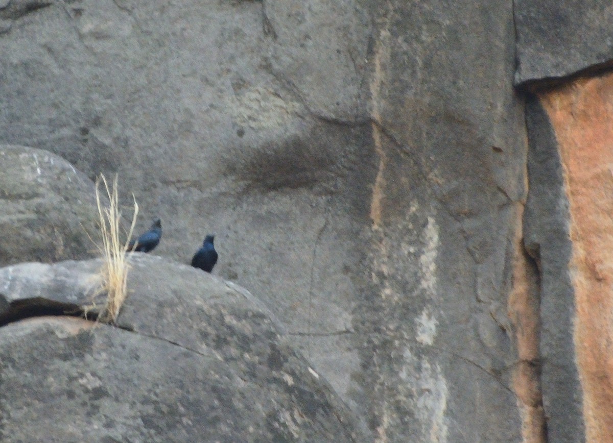 Neumann's Starling - Carlos Alberto Ramírez