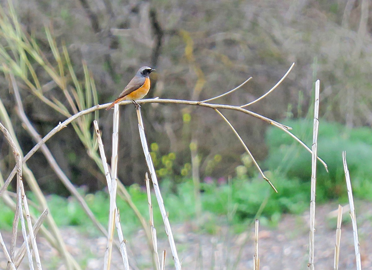 Common Redstart - ML616629581