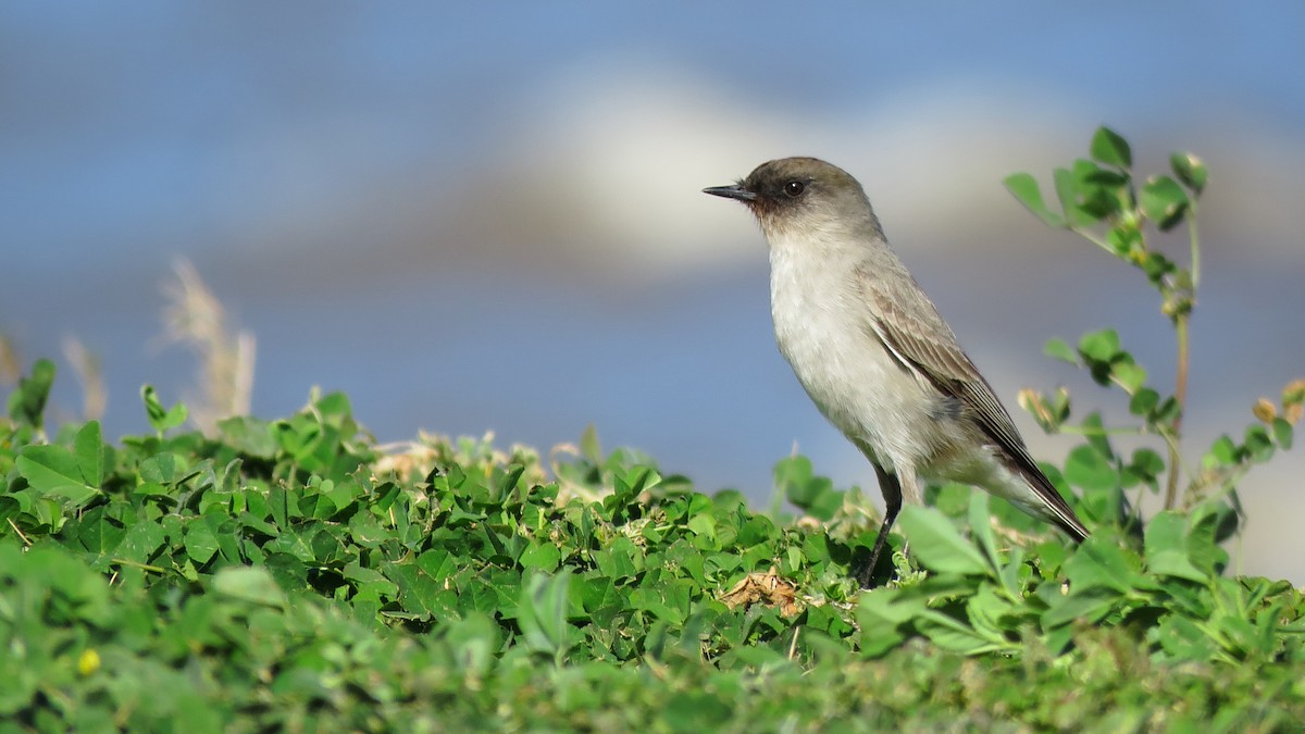 Dark-faced Ground-Tyrant - ML616629593