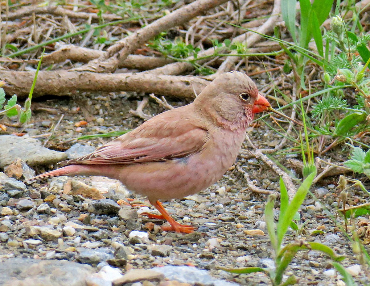 Trumpeter Finch - ML616629628