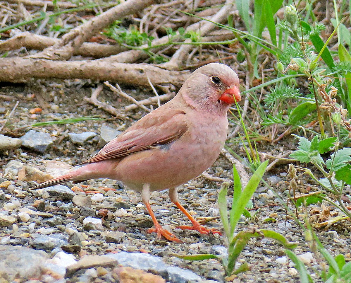 Trumpeter Finch - Juan Pérez
