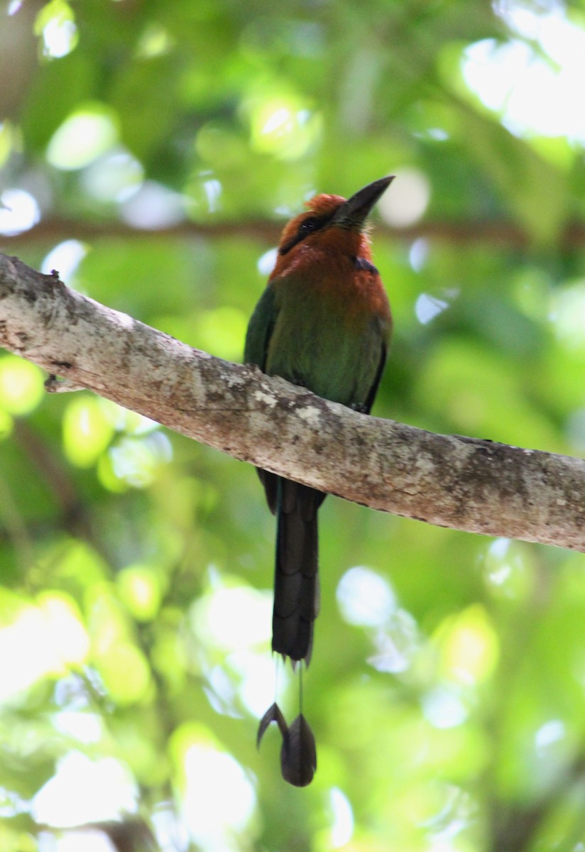 Broad-billed Motmot - ML616629675