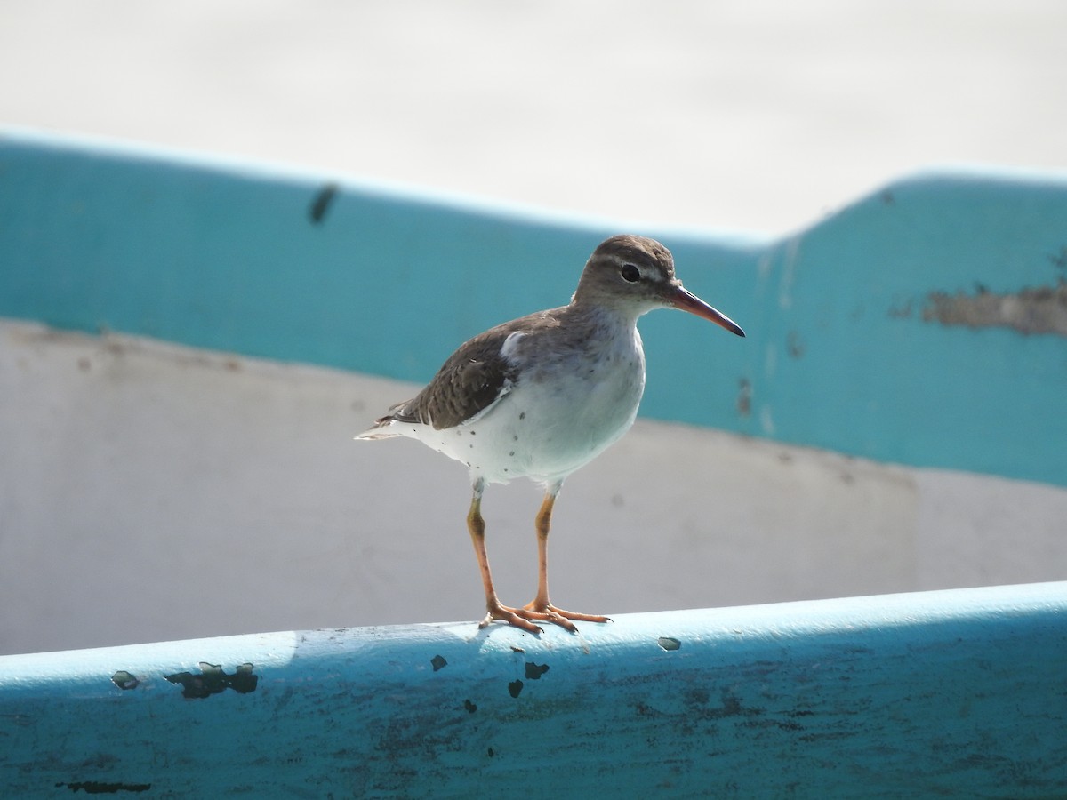 Spotted Sandpiper - ML616629708