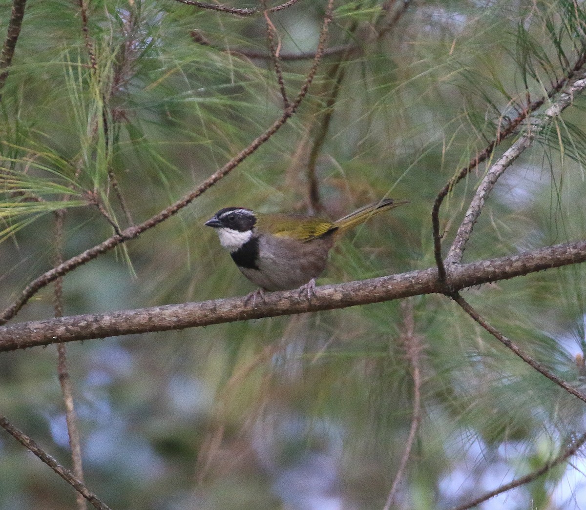 クロオビトウヒチョウ - ML616629712