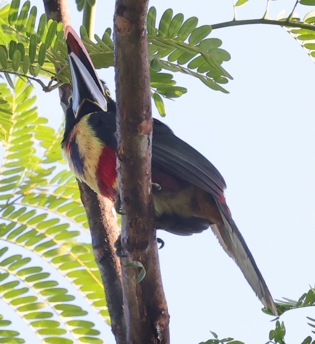 Fiery-billed Aracari - ML616629749