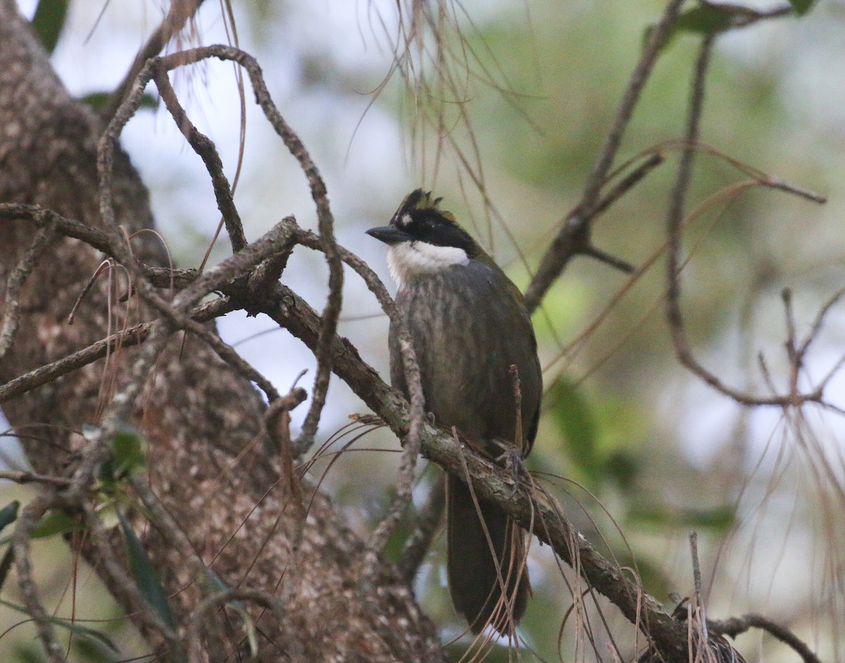 Green-striped Brushfinch - ML616629762