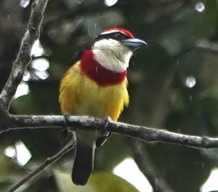 Scarlet-banded Barbet - Peter Blancher