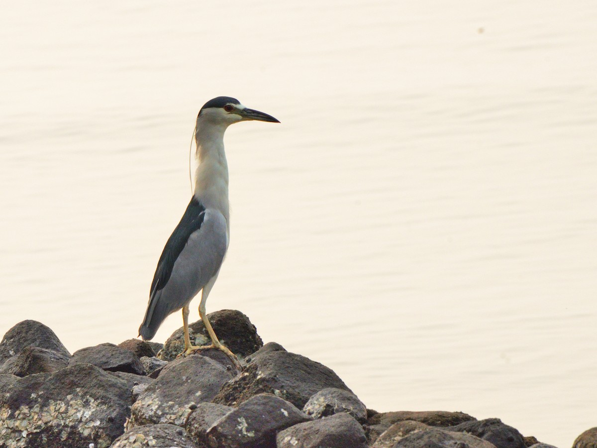 Black-crowned Night Heron - ML616629797