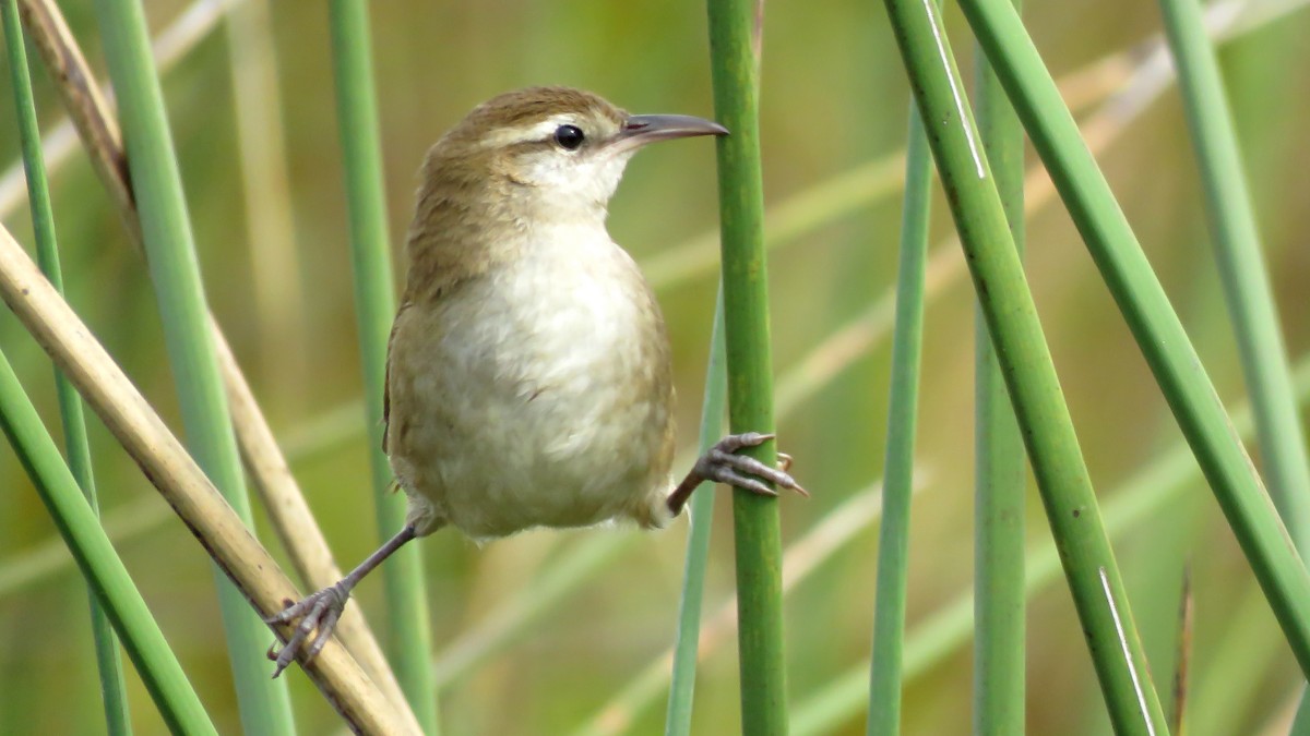 Curve-billed/Straight-billed Reedhaunter - ML616629818