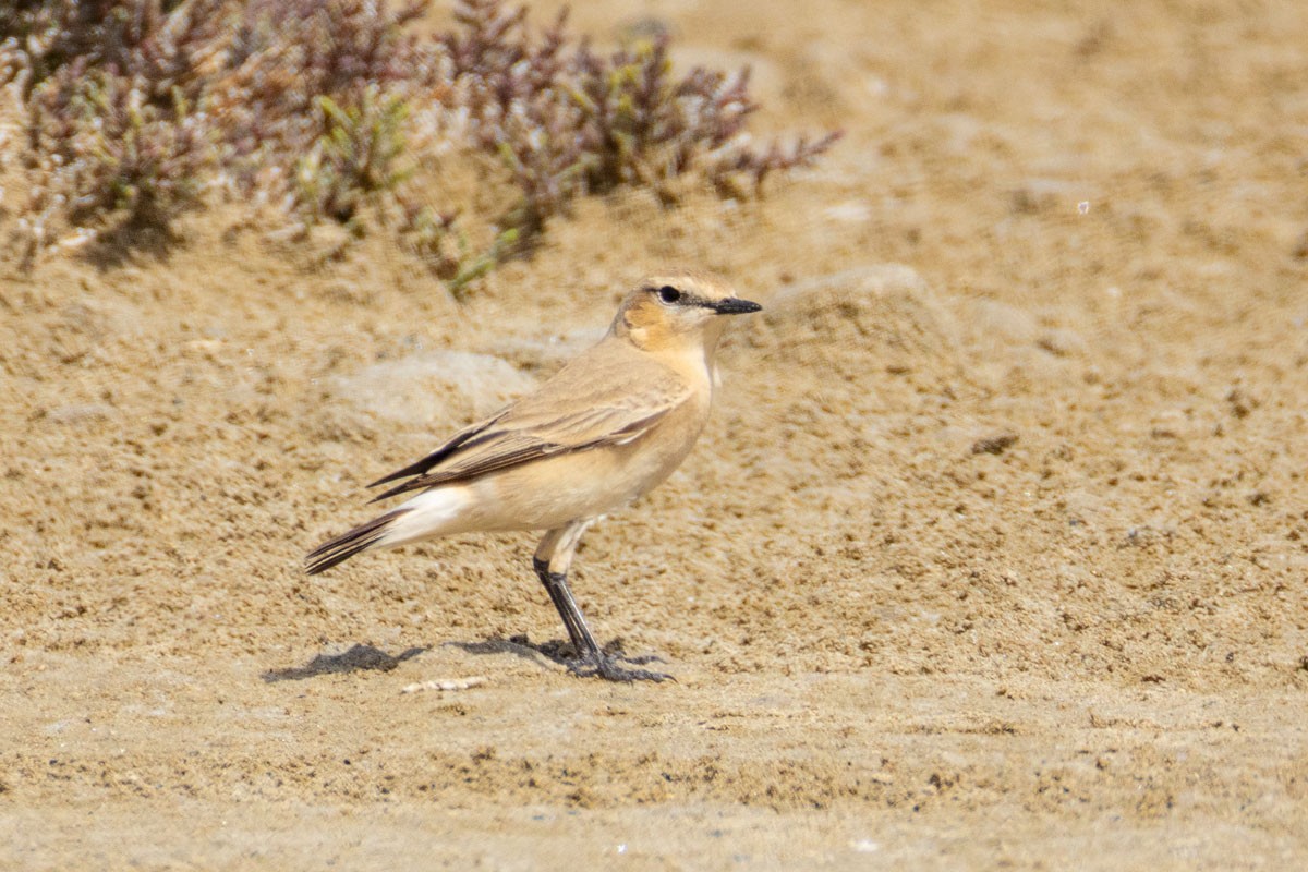 Isabelline Wheatear - ML616629872