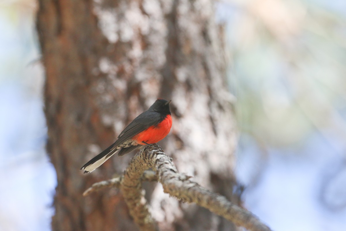 Slate-throated Redstart - ML616629875