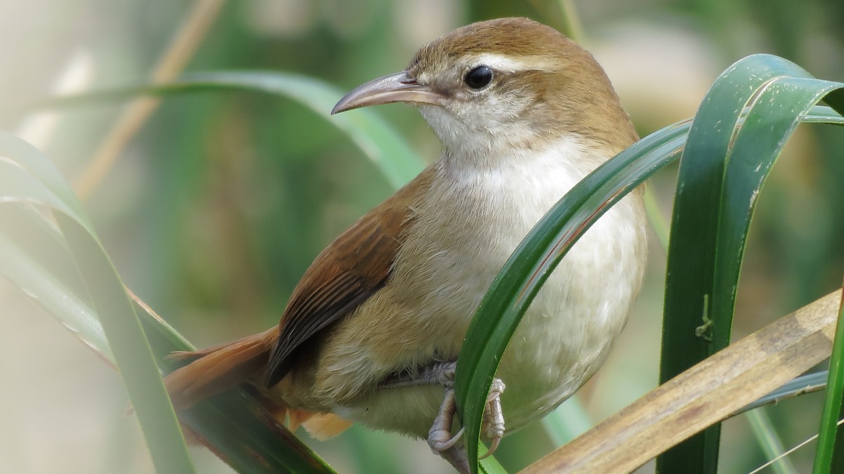 Curve-billed/Straight-billed Reedhaunter - Jorge Chamorro
