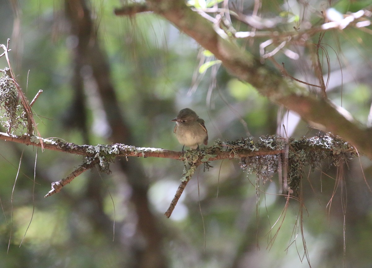 Pine Flycatcher - ML616629903