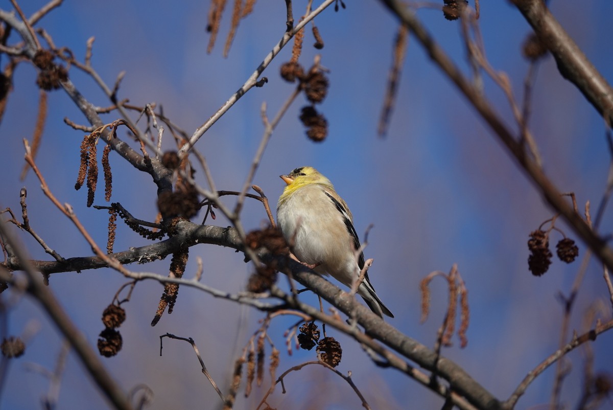 Chardonneret jaune - ML616629909