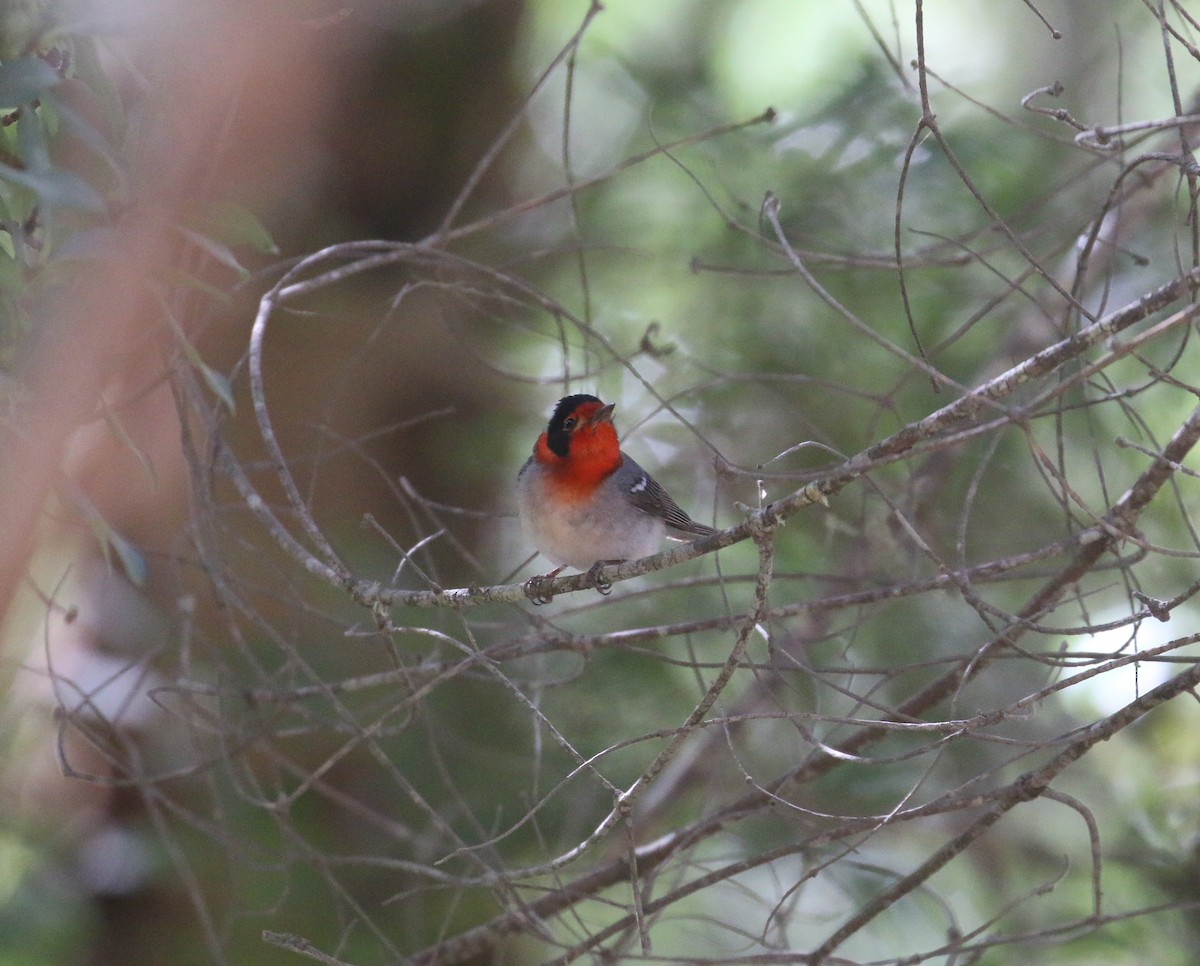 Red-faced Warbler - Lucas Corneliussen