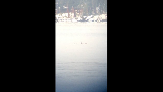 Red-breasted Merganser - ML616629944