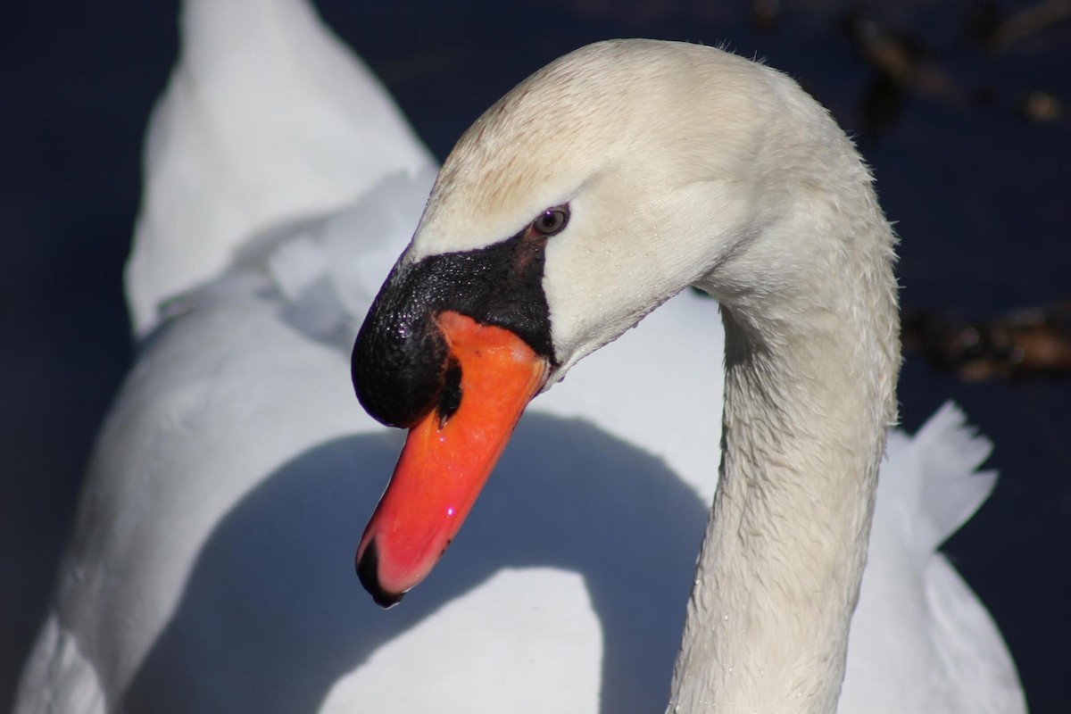 Mute Swan - ML616629967