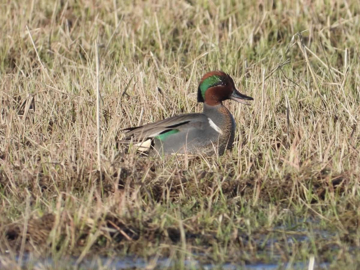 Green-winged Teal - Eric Lamond