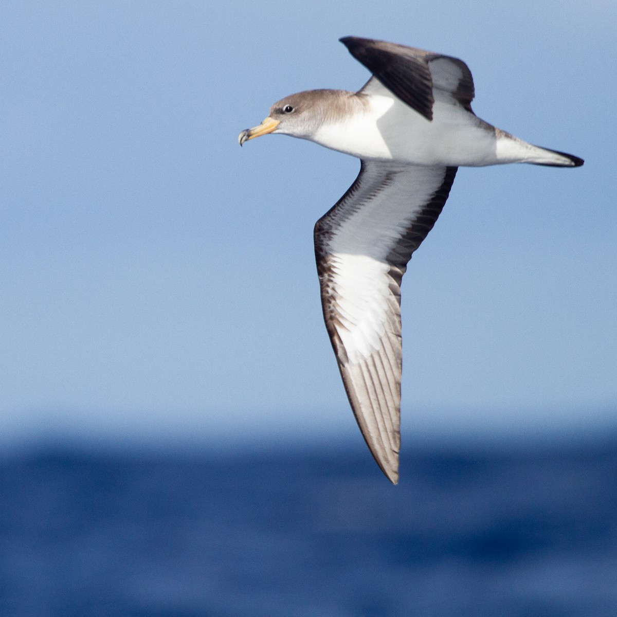 Cory's Shearwater - ML616630018