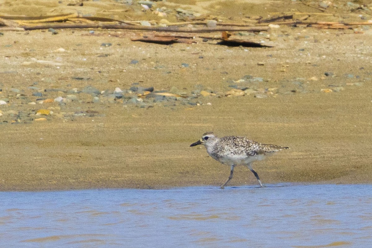 Black-bellied Plover - ML616630063