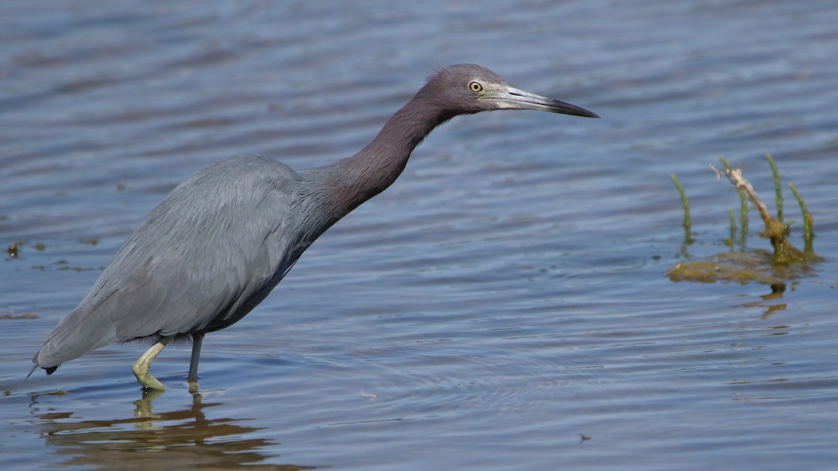 Little Blue Heron - ML616630092