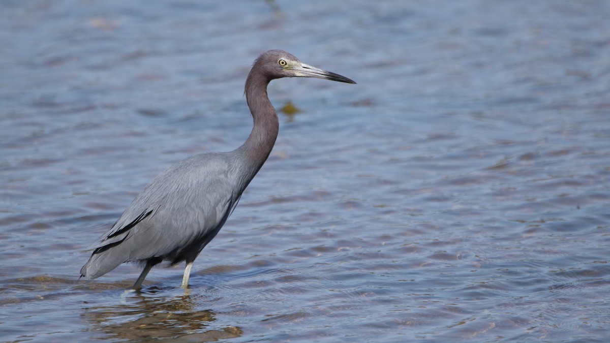 Little Blue Heron - ML616630099