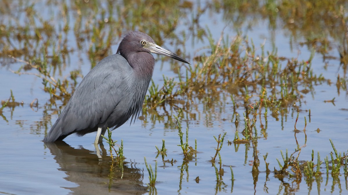 Little Blue Heron - ML616630127