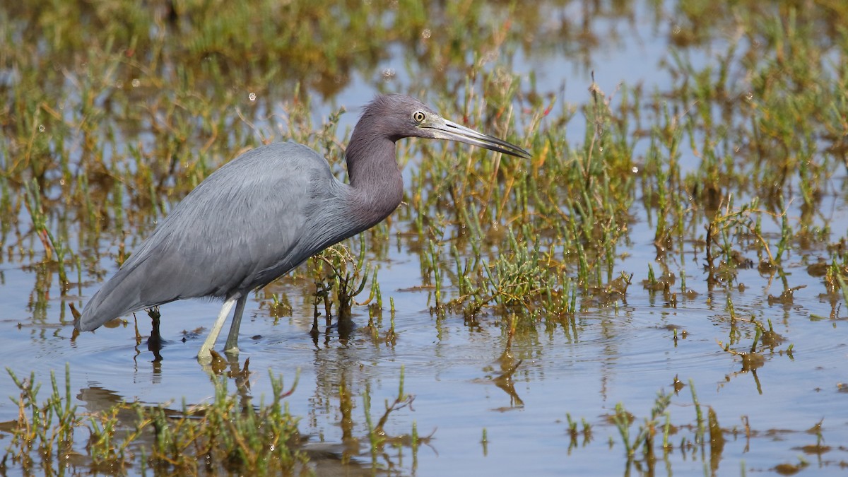 Little Blue Heron - ML616630142