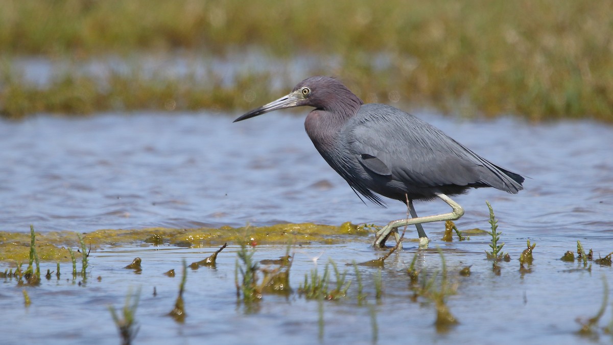 Little Blue Heron - ML616630149