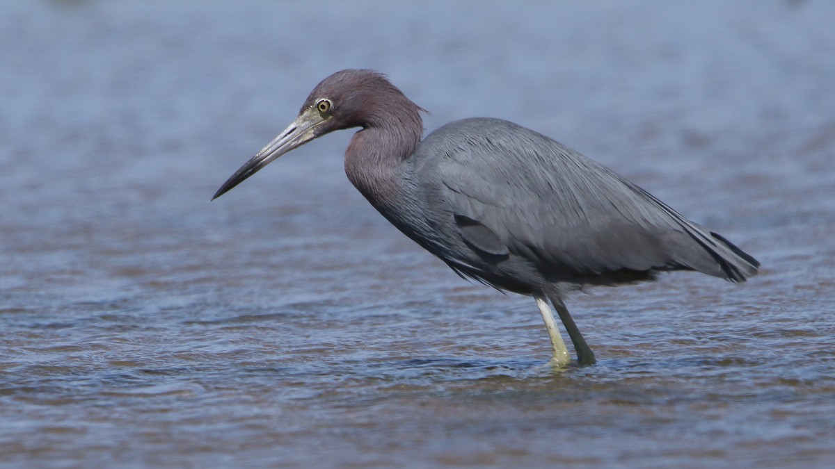 Little Blue Heron - ML616630157