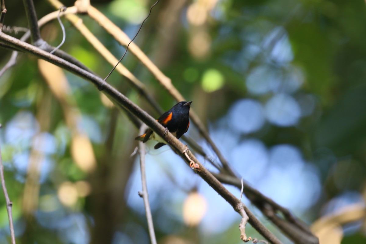 American Redstart - ML616630204