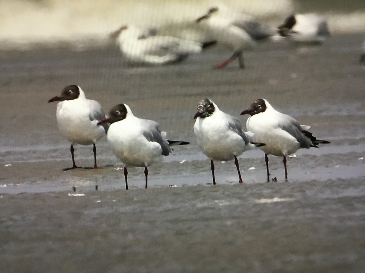 Brown-headed Gull - ML616630237