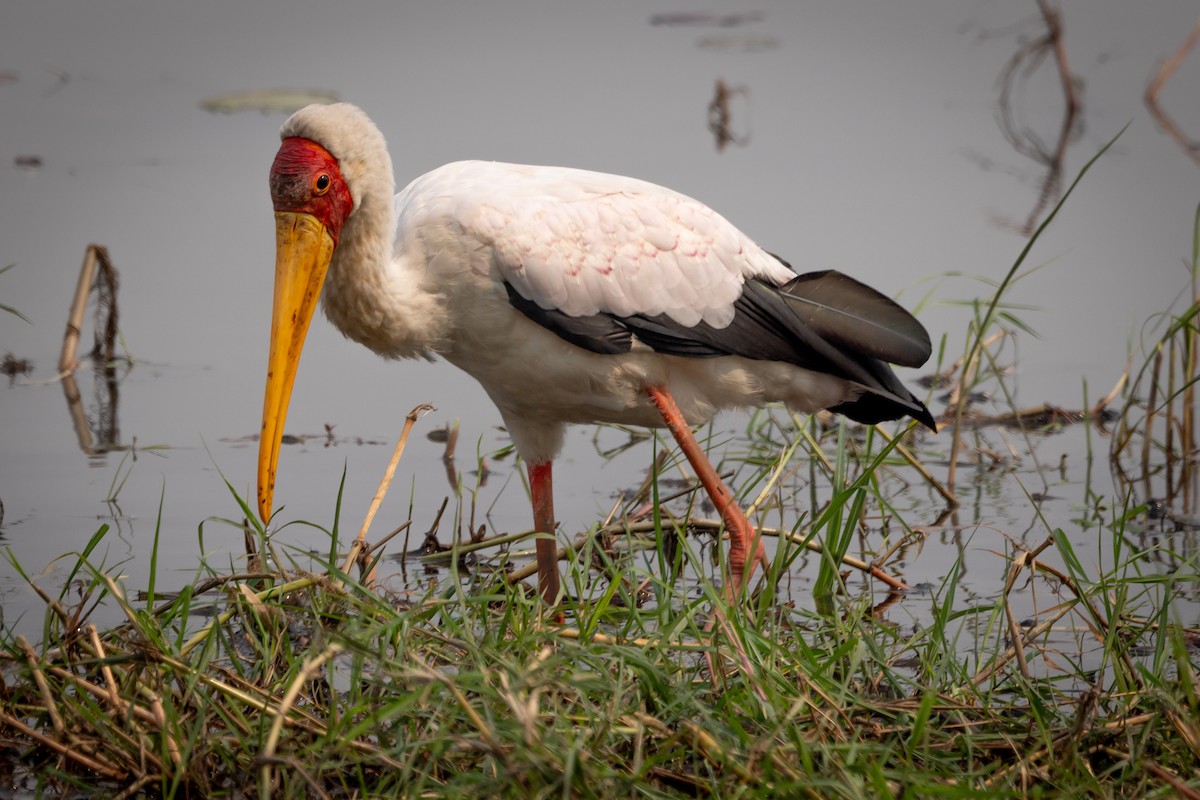 Yellow-billed Stork - Greg Schrader