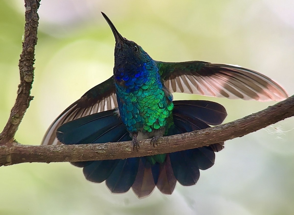 kolibřík tyrkysový - ML616630262