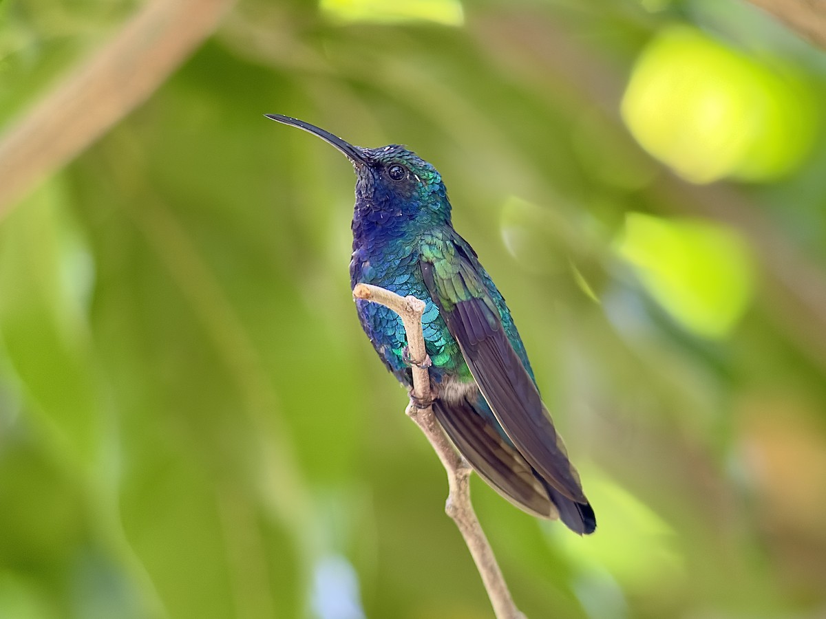 kolibřík tyrkysový - ML616630263