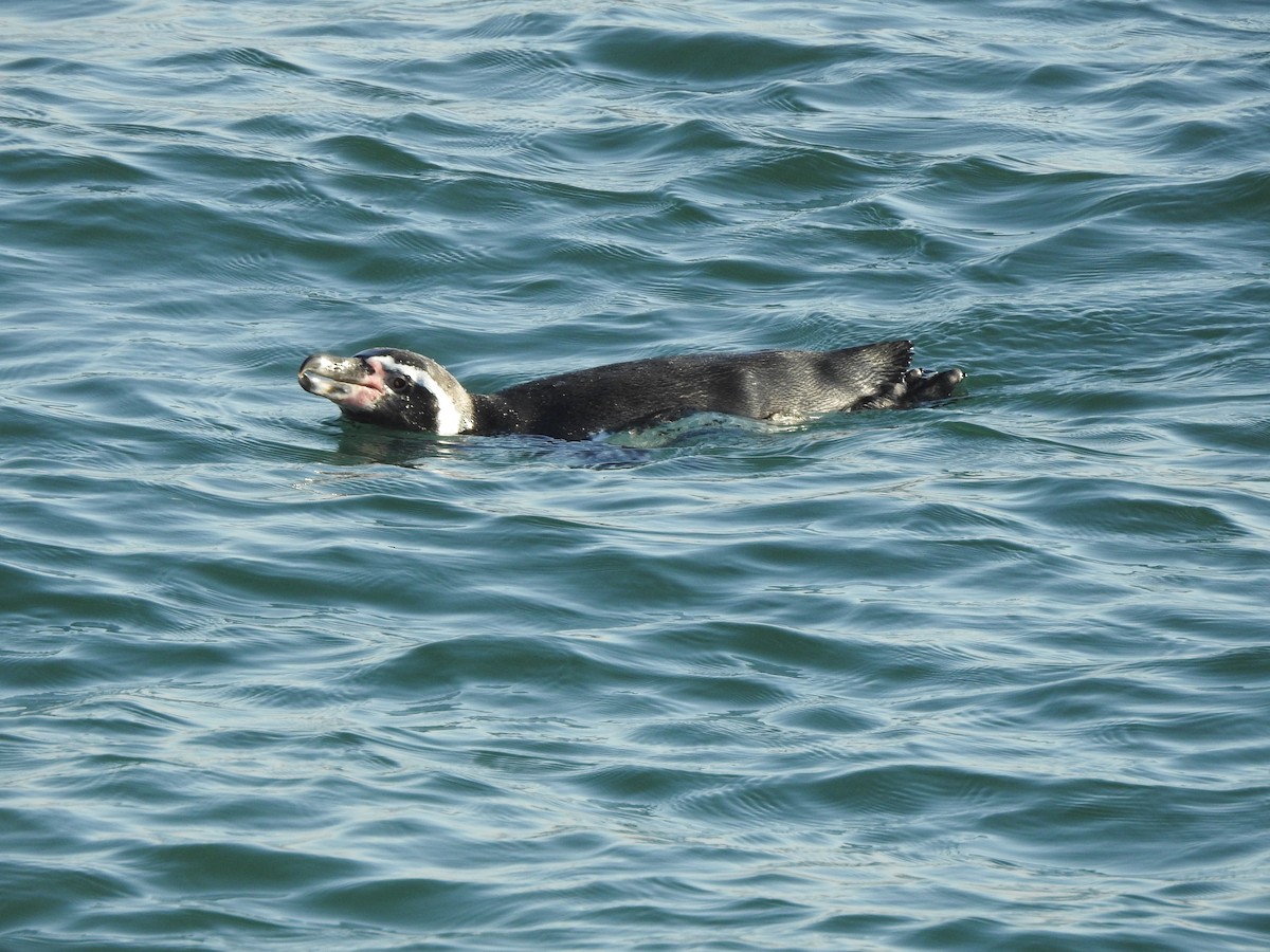tučňák Humboldtův - ML616630282