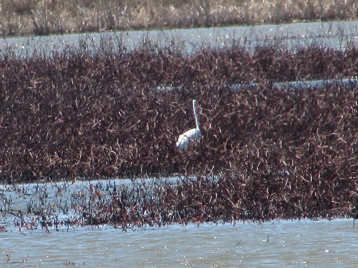 Great Egret - ML616630293