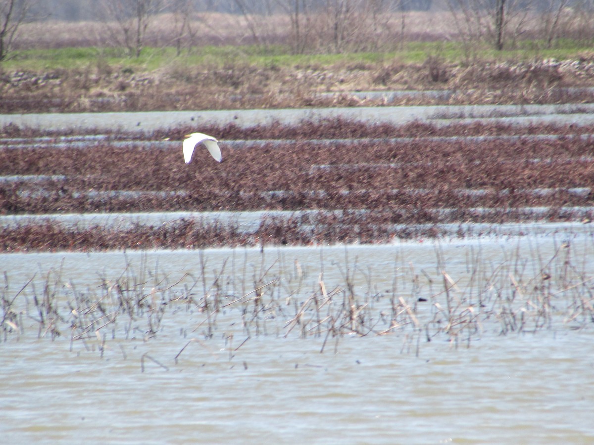 Great Egret - ML616630294