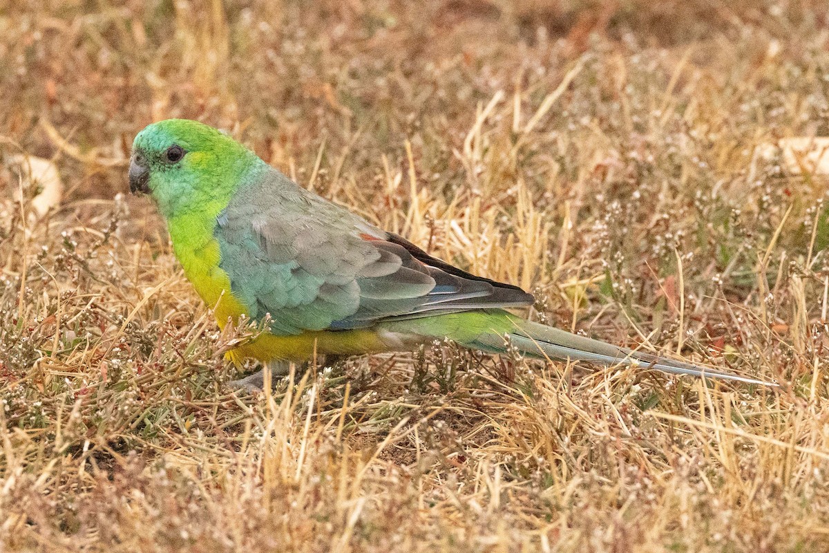 Red-rumped Parrot - ML616630302