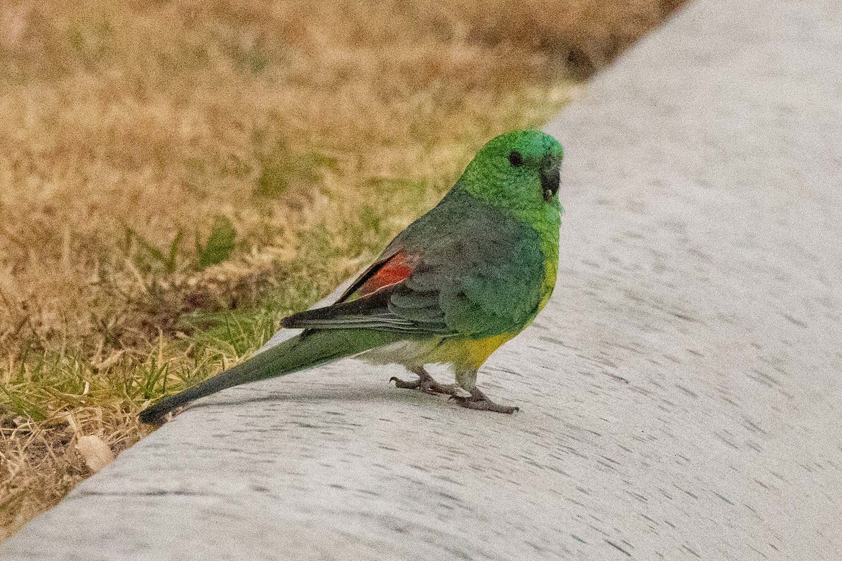 Red-rumped Parrot - ML616630303
