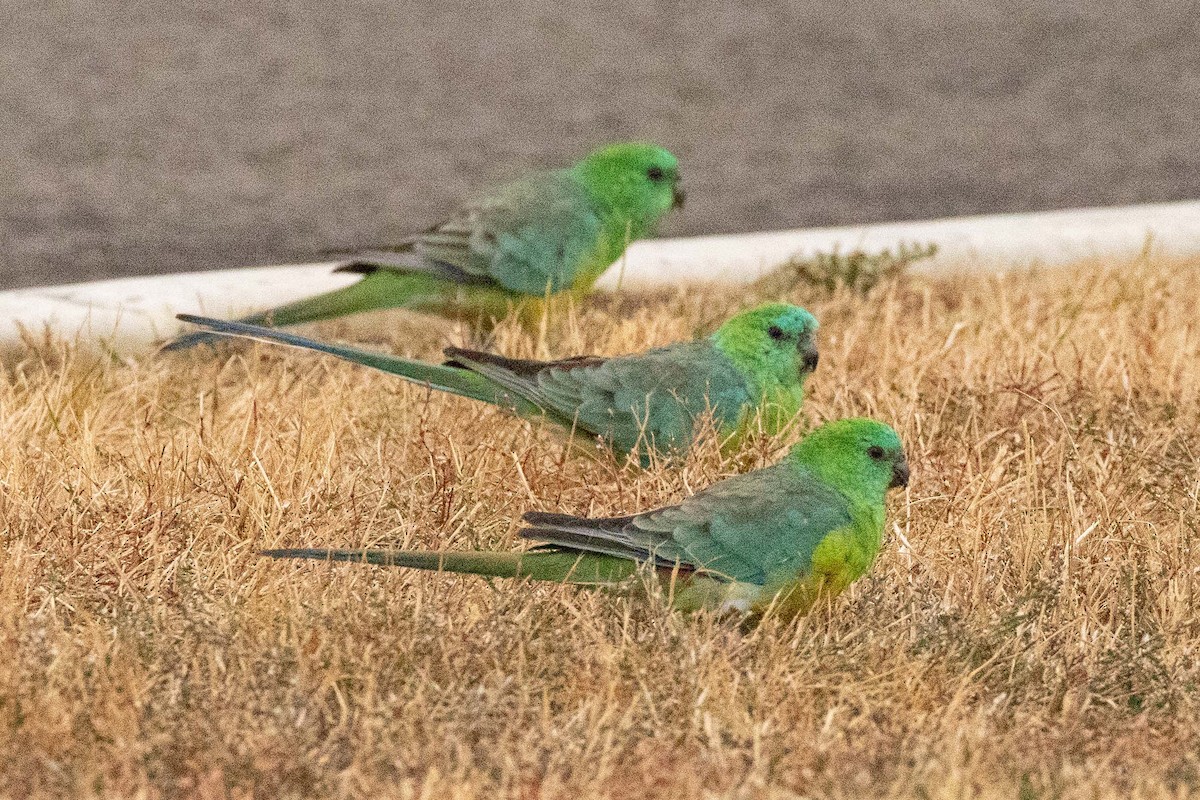 Red-rumped Parrot - ML616630304