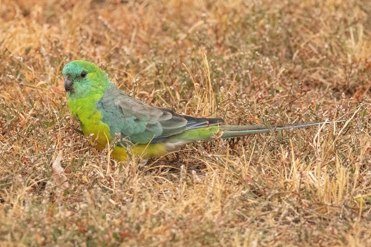 Red-rumped Parrot - ML616630305
