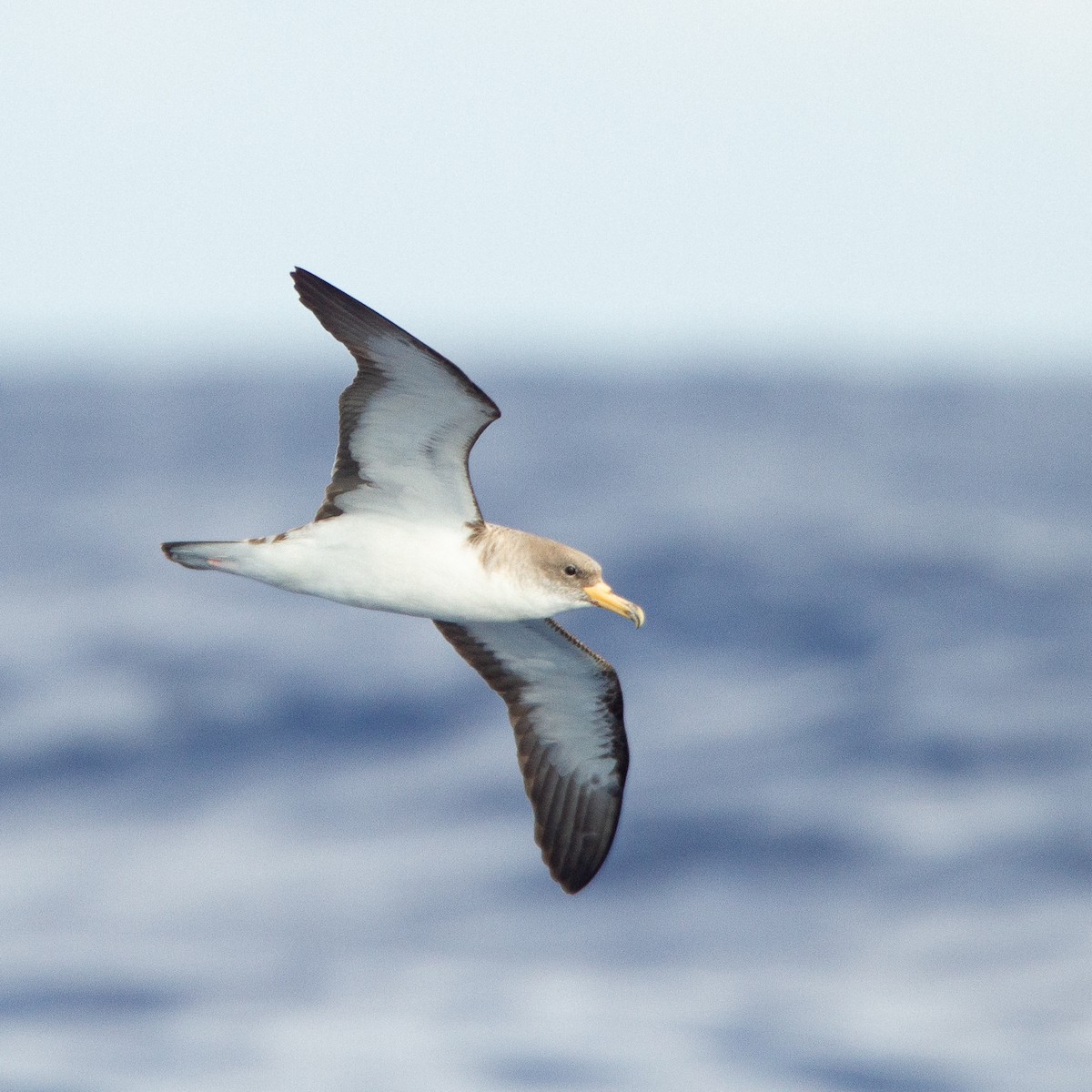 Cory's Shearwater - ML616630371