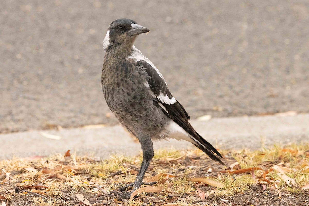 Australian Magpie - ML616630421