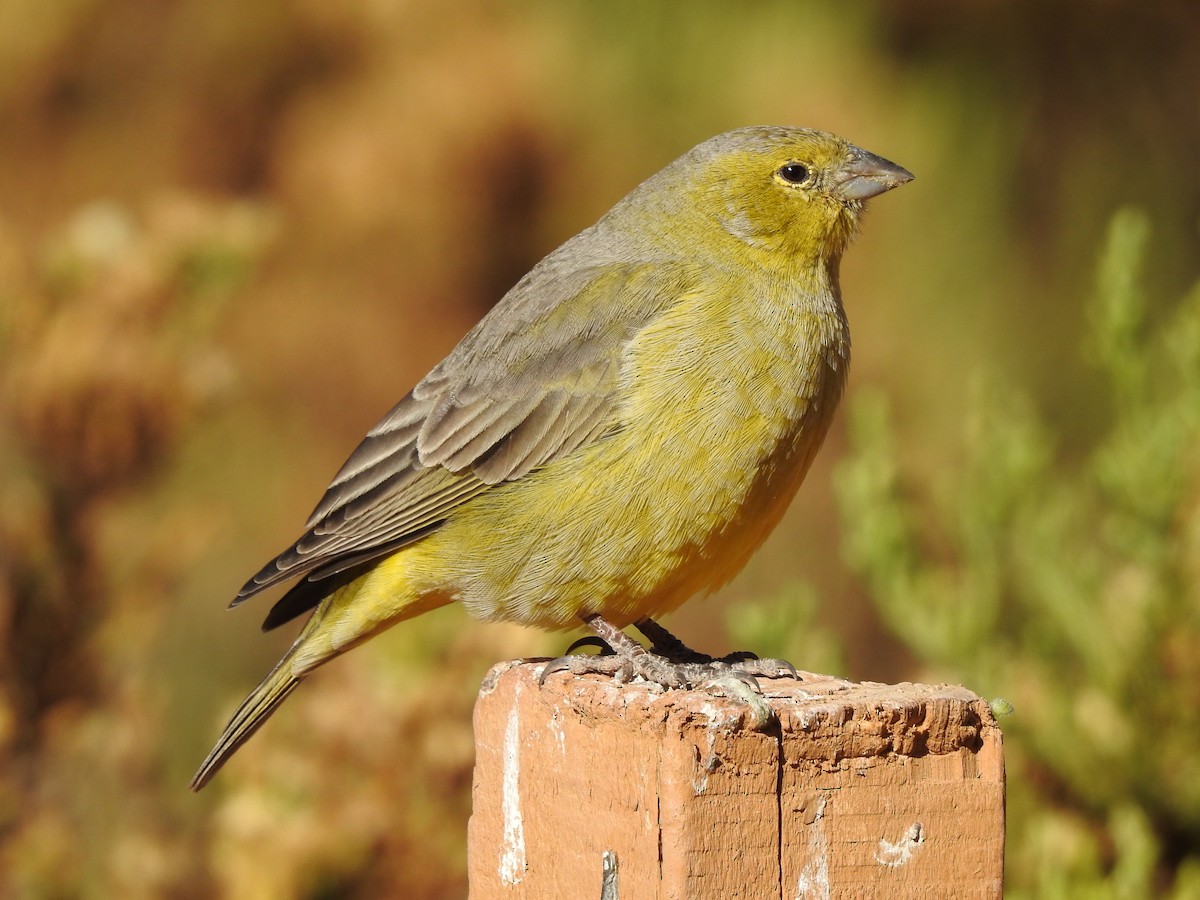 Greenish Yellow-Finch - ML616630456