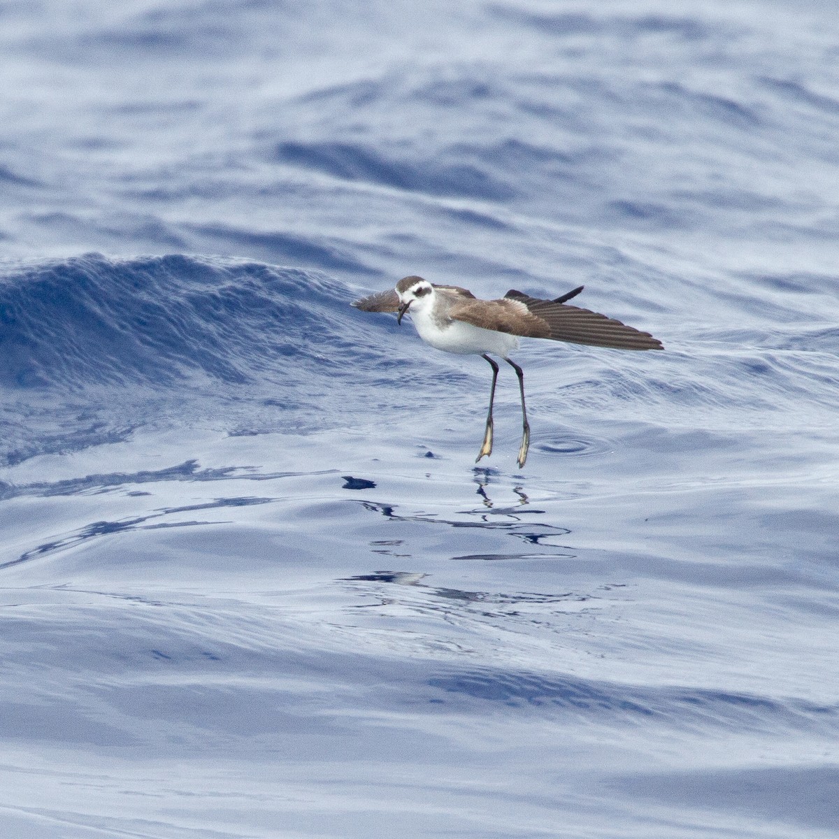 White-faced Storm-Petrel - Werner Suter