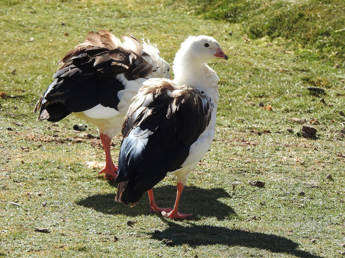 Andean Goose - Paloma Lazo