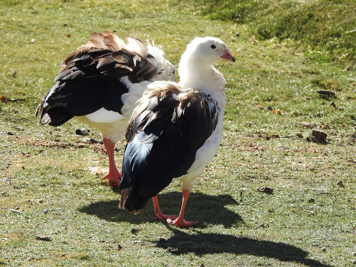 Andean Goose - ML616630476