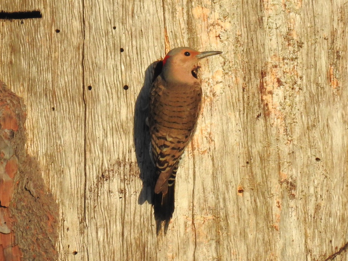 Northern Flicker (Yellow-shafted) - ML616630497